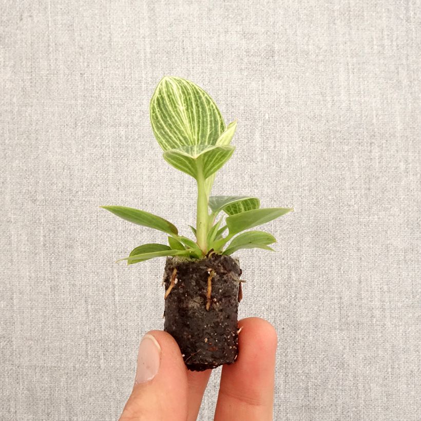 Exemplaar van Philodendron Birkin Ribbon Mini-kamerplanten zoals geleverd in de lente