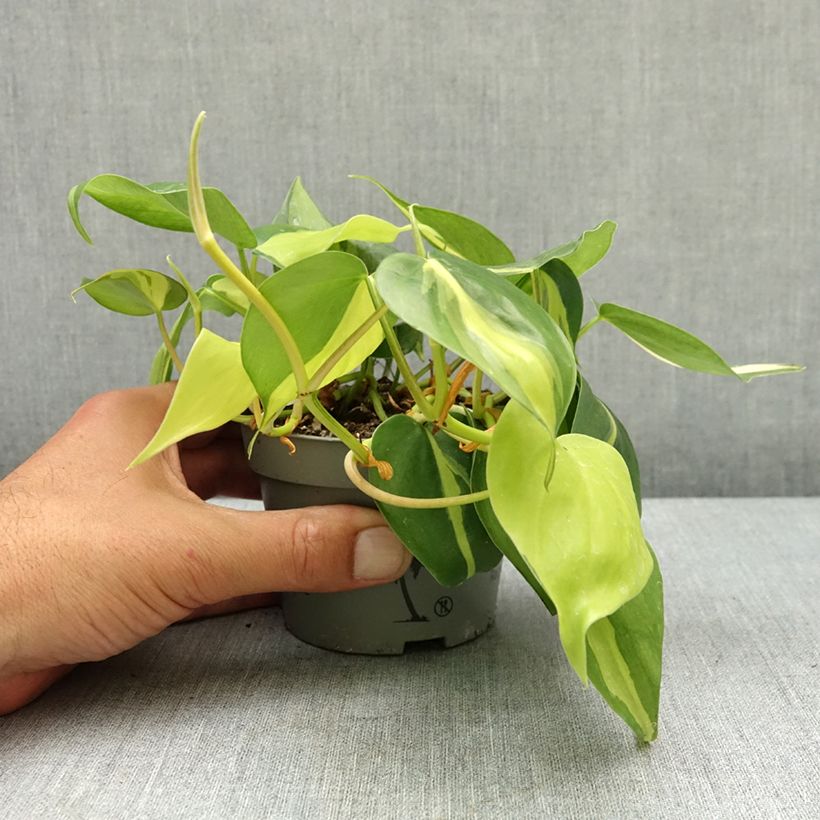 Exemplaar van Philodendron Brasil Pot van 10 cm/11 cm zoals geleverd in de lente