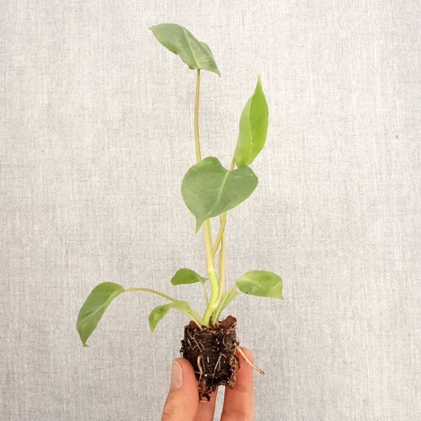 Exemplaar van Philodendron burle-marxii Mini-kamerplanten zoals geleverd in de lente