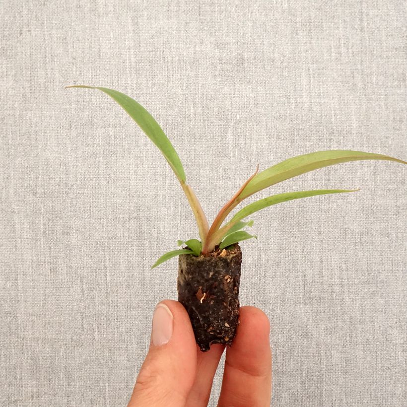 Exemplaar van Philodendron Caramel Pluto Mini-kamerplanten zoals geleverd in de lente