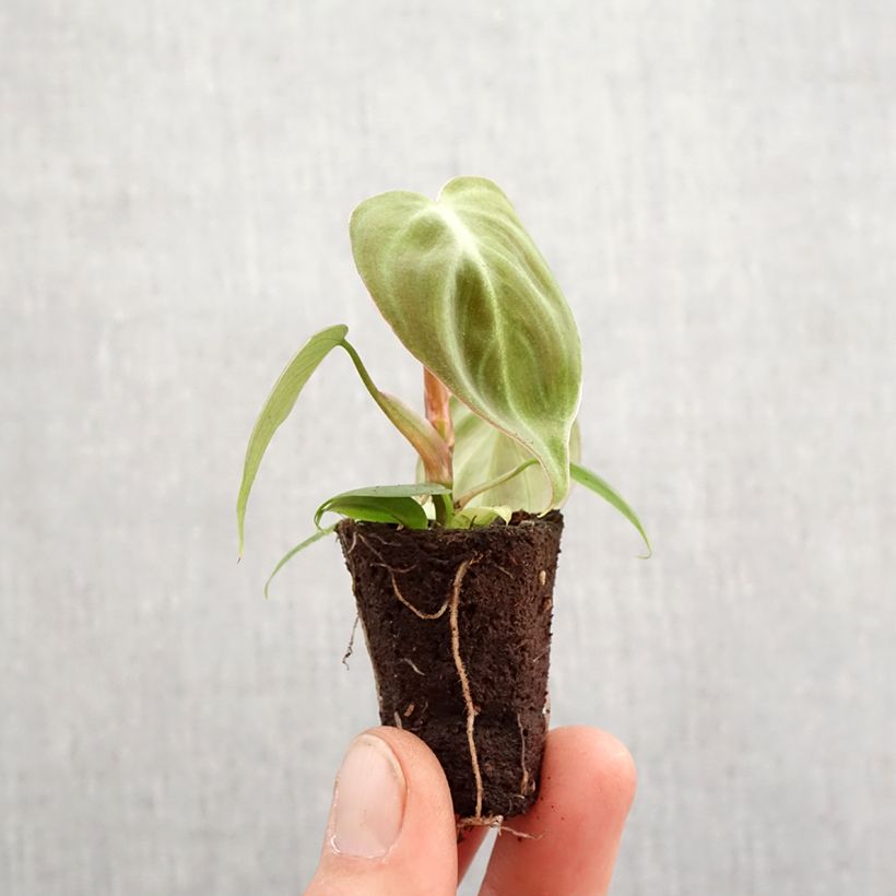 Example of Philodendron El Choco Red Mini-kamerplanten as you get in printemps