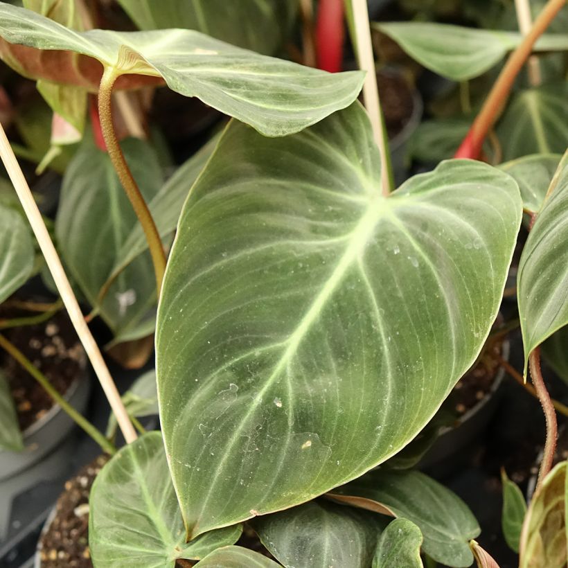Philodendron El Choco Red (Foliage)