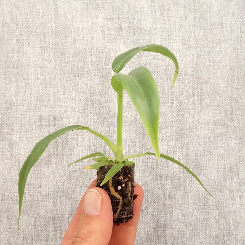 Exemplaar van Philodendron elegans Mini-kamerplanten zoals geleverd in de lente