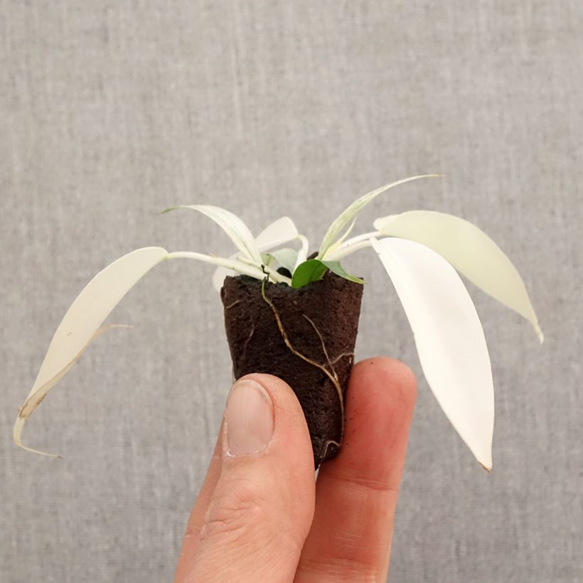 Exemplaar van Philodendron Florida Ghost Mini-kamerplanten zoals geleverd in de lente