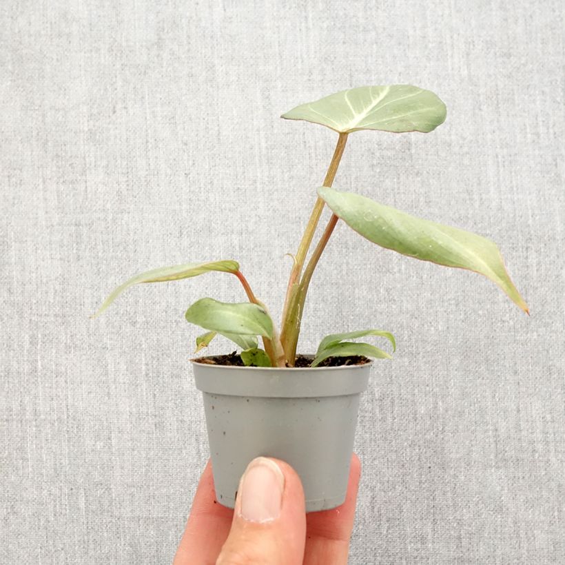 Exemplaar van Philodendron gloriosum Mini-kamerplanten zoals geleverd in de lente