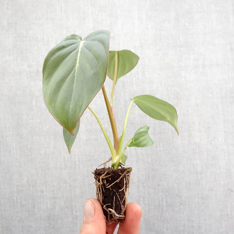 Exemplaar van Philodendron gloriosum Mini-kamerplanten zoals geleverd in de lente