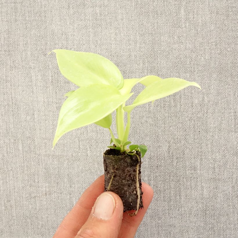 Exemplaar van Philodendron Golden Violin Mini-kamerplanten zoals geleverd in de lente