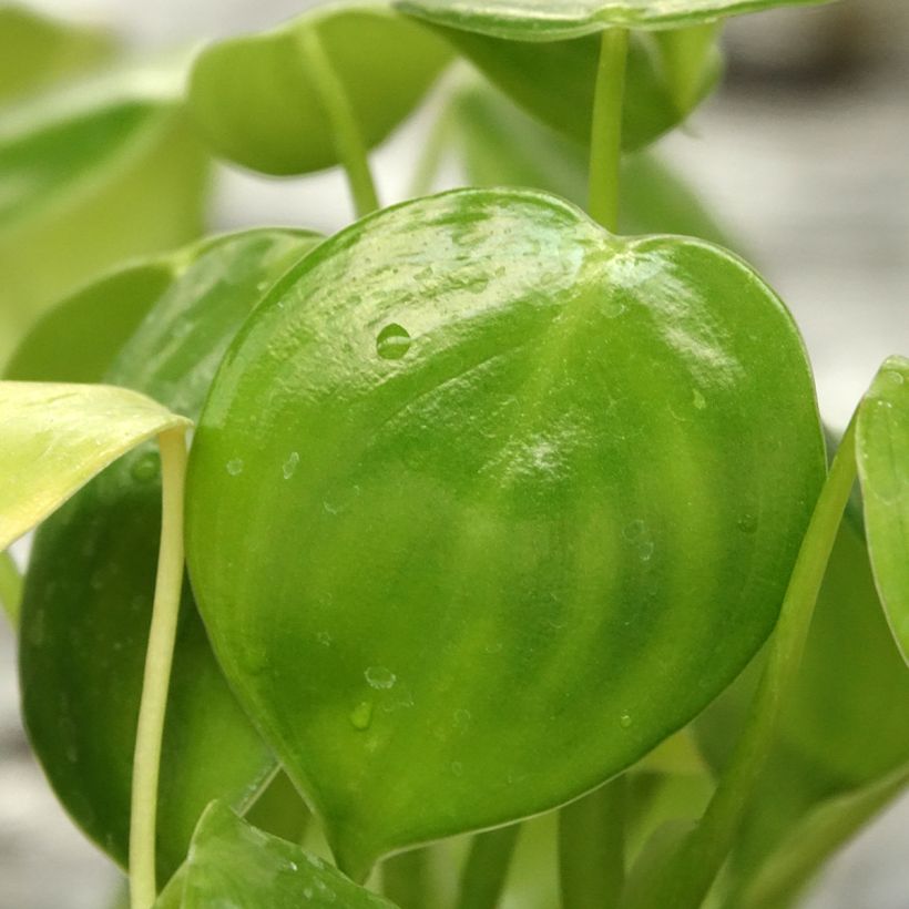 Philodendron grazielae (Blad)