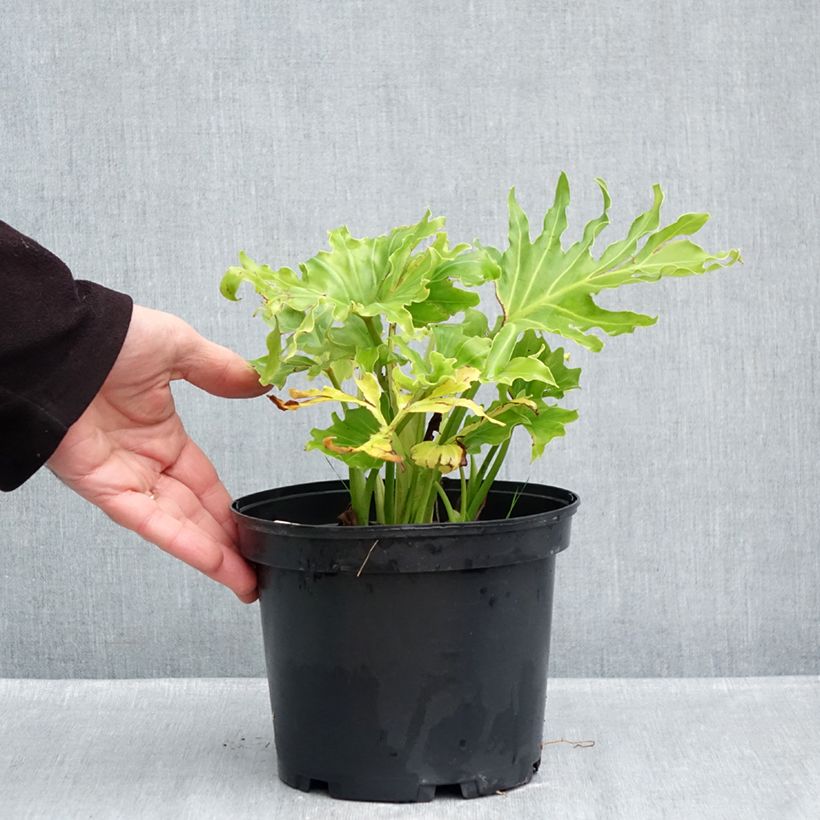 Exemplaar van Philodendron Hope Pot van 2 l/3 l zoals geleverd in de herfst