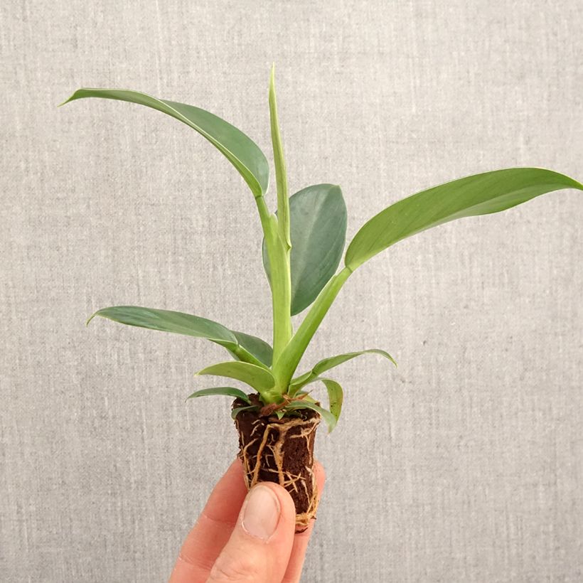 Exemplaar van Philodendron Imperial Green Mini-kamerplanten zoals geleverd in de lente