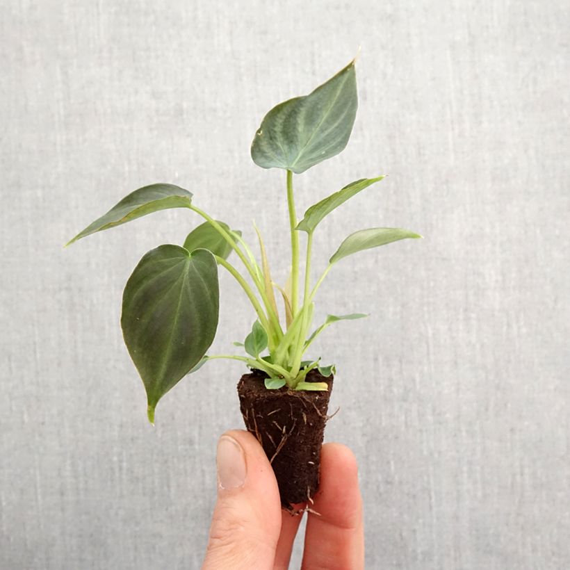 Exemplaar van Philodendron Incensi Mini-kamerplanten zoals geleverd in de lente