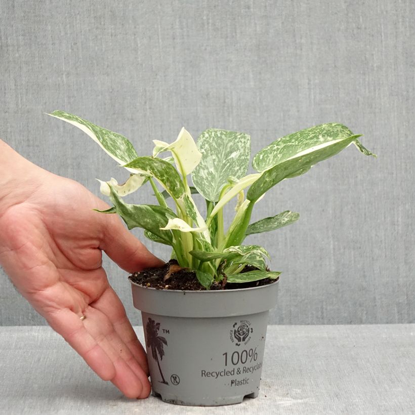 Exemplaar van Philodendron Jose Buono Pot van 12 cm / 13 cm zoals geleverd in de lente