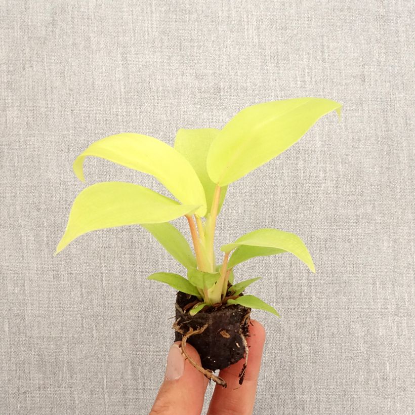 Exemplaar van Philodendron Malay Gold Mini-kamerplanten zoals geleverd in de lente