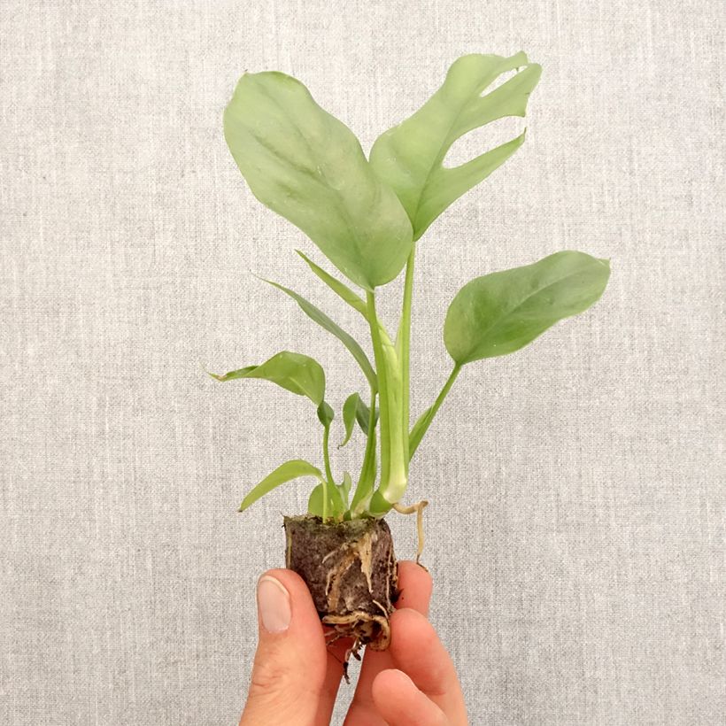 Example of Rhaphidophora tetrasperma - Mini Monstera Mini-kamerplanten as you get in printemps
