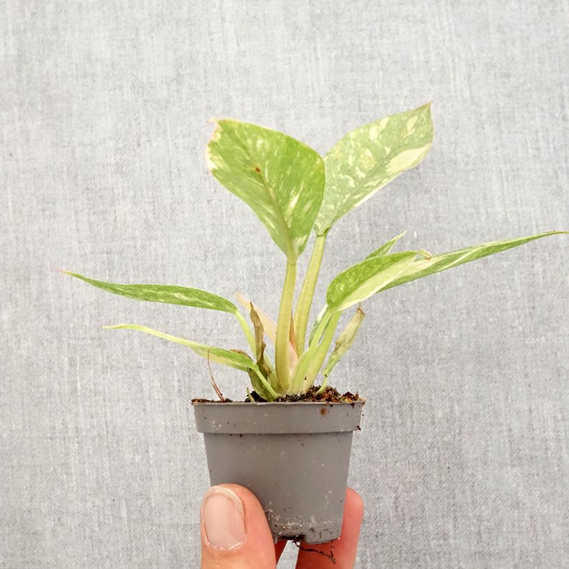 Example of Philodendron Narrow Ring of Fire Mini-kamerplanten as you get in printemps