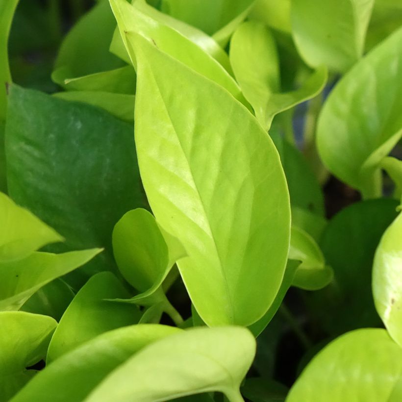Philodendron Neon (Blad)