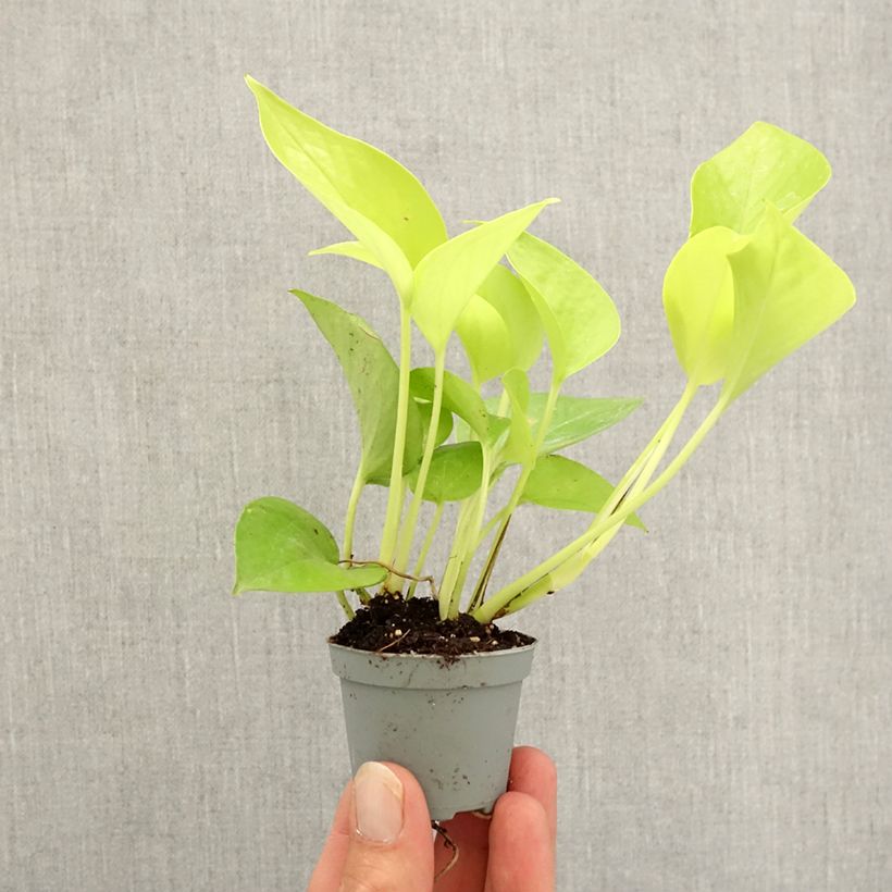 Exemplaar van Philodendron Neon Mini-kamerplanten zoals geleverd in de herfst