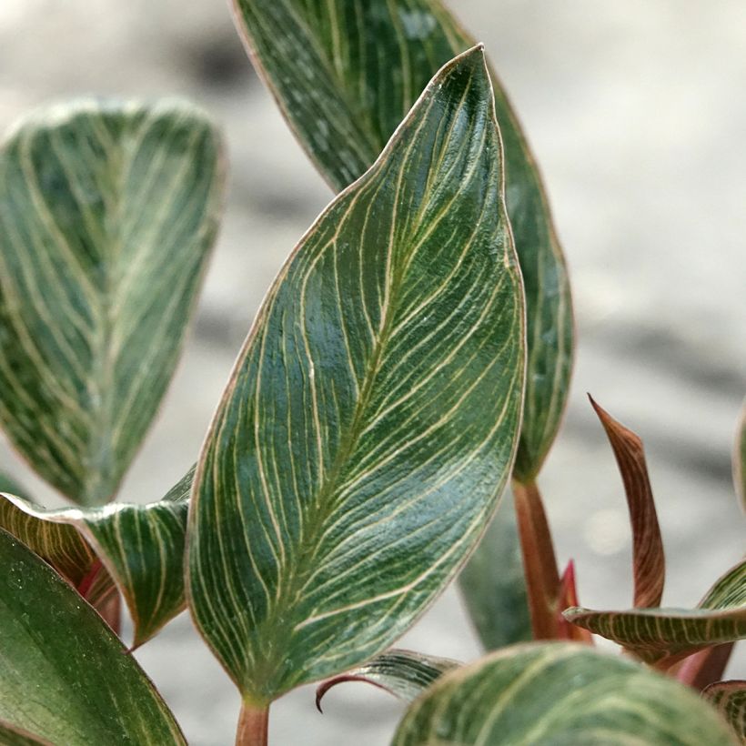 Philodendron Pink Bikini (Blad)