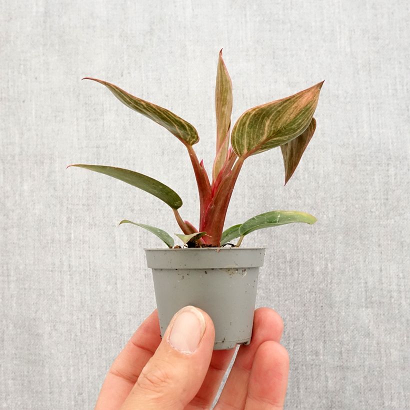 Exemplaar van Philodendron Pink Bikini Mini-kamerplanten zoals geleverd in de lente