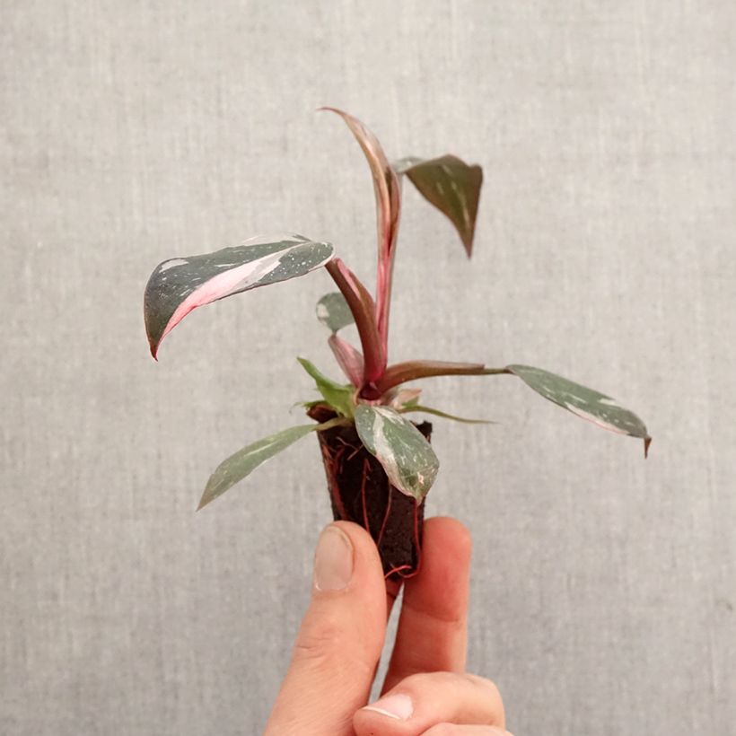 Exemplaar van Philodendron Pink Princess Mini-kamerplanten zoals geleverd in de lente