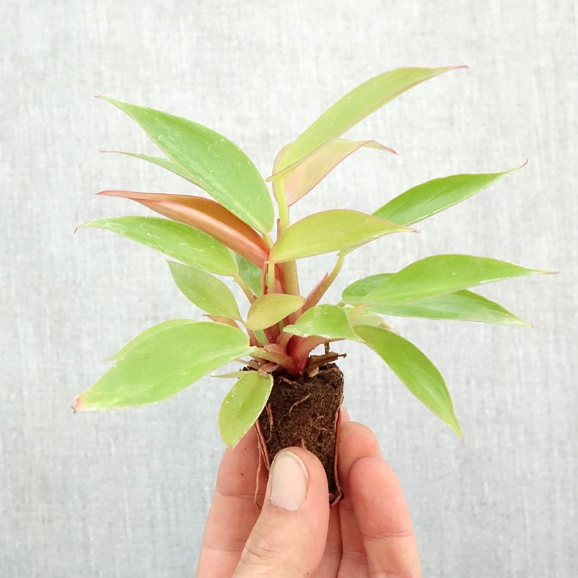 Exemplaar van Philodendron Prince of Orange Mini-kamerplanten zoals geleverd in de herfst