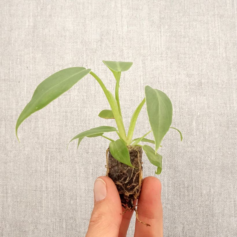 Exemplaar van Philodendron radiatum Mini-kamerplanten zoals geleverd in de lente