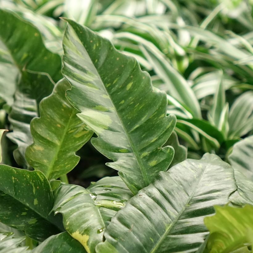 Philodendron Ring of Fire (Blad)