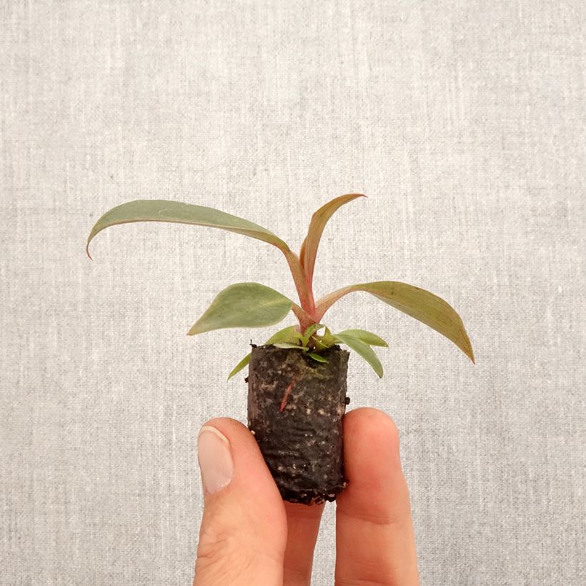 Exemplaar van Philodendron Royal Queen Mini-kamerplanten zoals geleverd in de lente