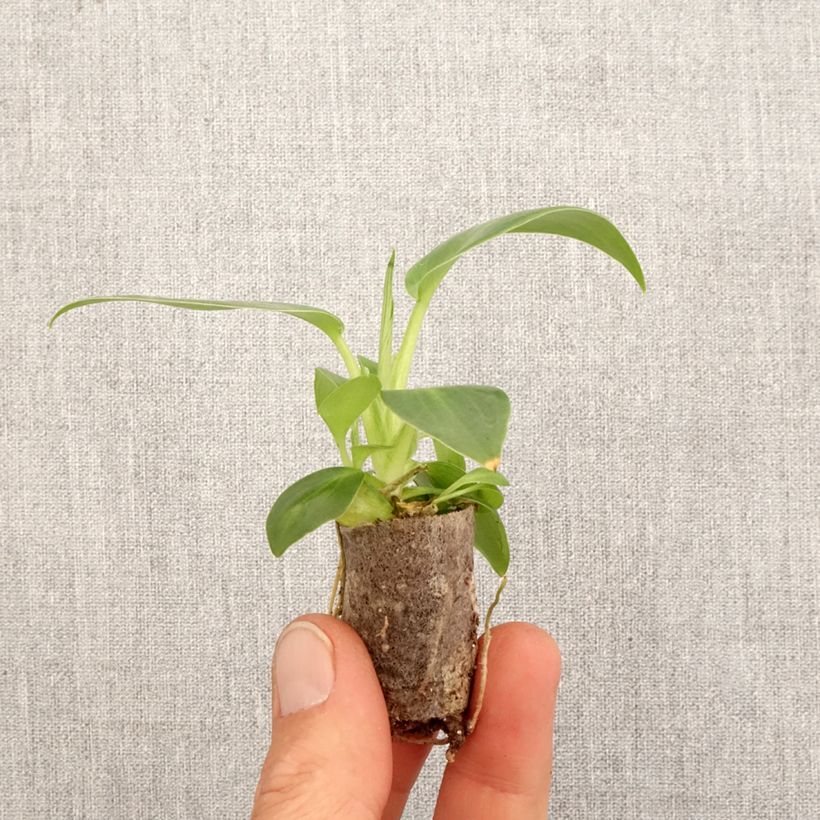 Exemplaar van Philodendron rugosum Aberrant Mini-kamerplanten zoals geleverd in de lente