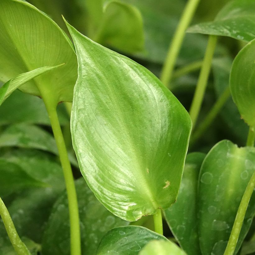 Philodendron rugosum Aberrant (Blad)