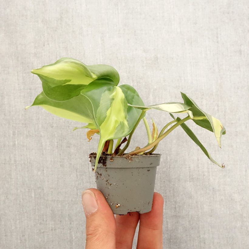 Exemplaar van Philodendron Brasil Mini-kamerplanten zoals geleverd in de lente