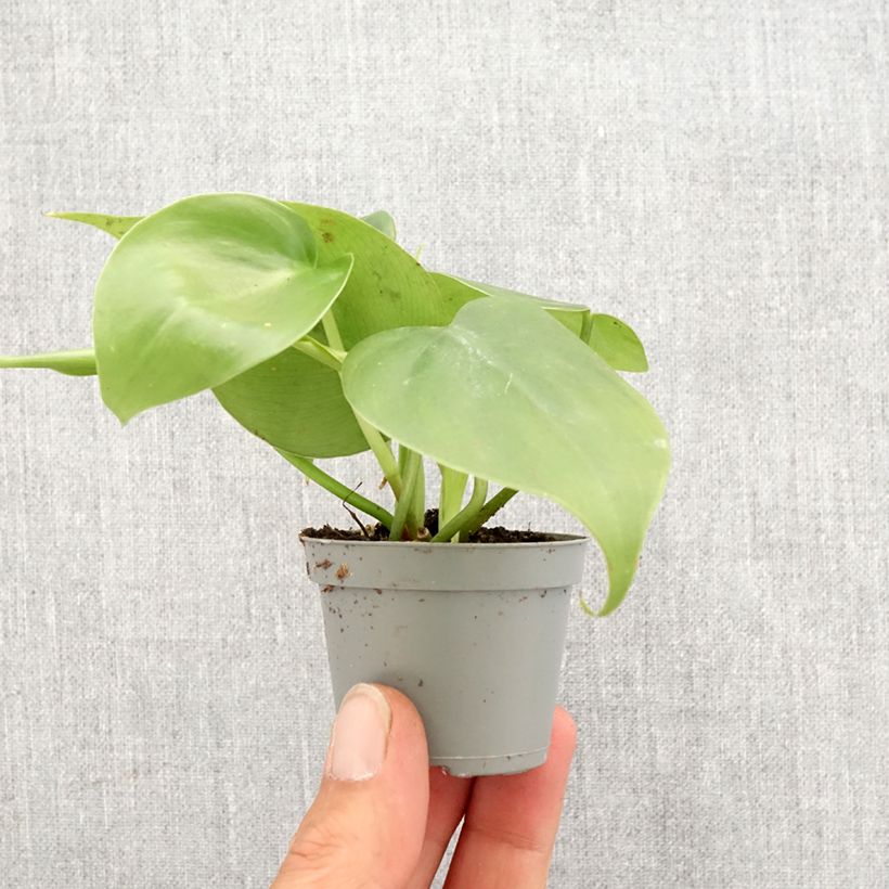 Exemplaar van Philodendron hederaceum - Hartbladige philodendron Mini-kamerplanten zoals geleverd in de lente
