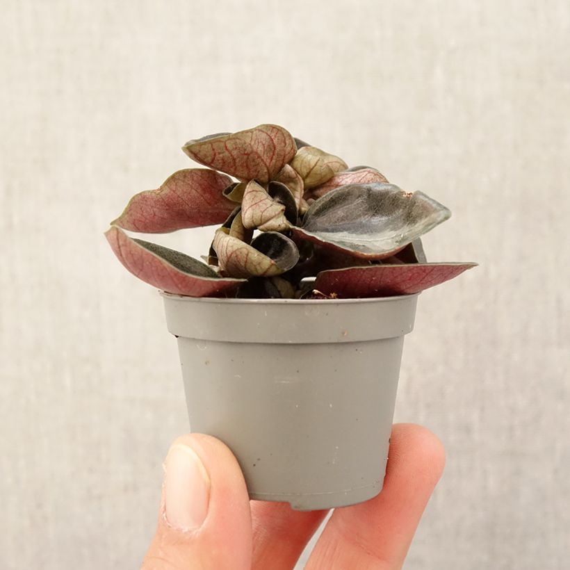 Exemplaar van Philodendron sp Colombia Mini-kamerplanten zoals geleverd in de lente