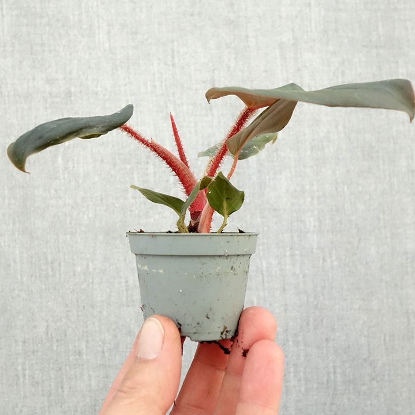 Exemplaar van Philodendron squamiferum x serpens Mini-kamerplanten zoals geleverd in de herfst
