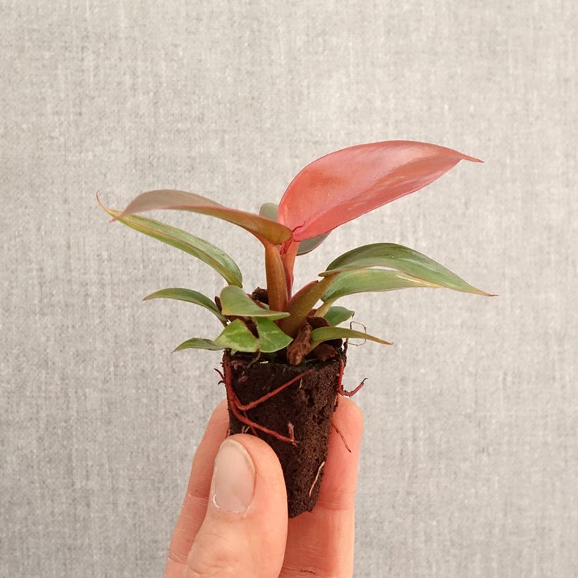 Exemplaar van Philodendron Sun Red Mini-kamerplanten zoals geleverd in de lente