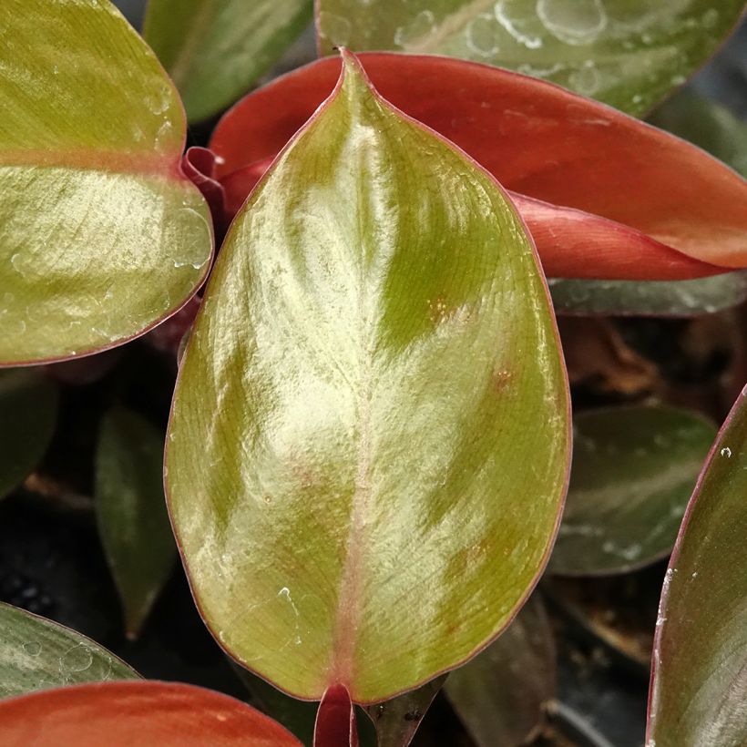 Philodendron Sun Red (Blad)