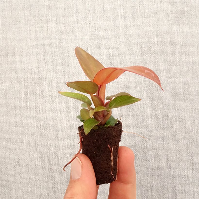 Example of Philodendron Sunlight Mini-kamerplanten as you get in printemps