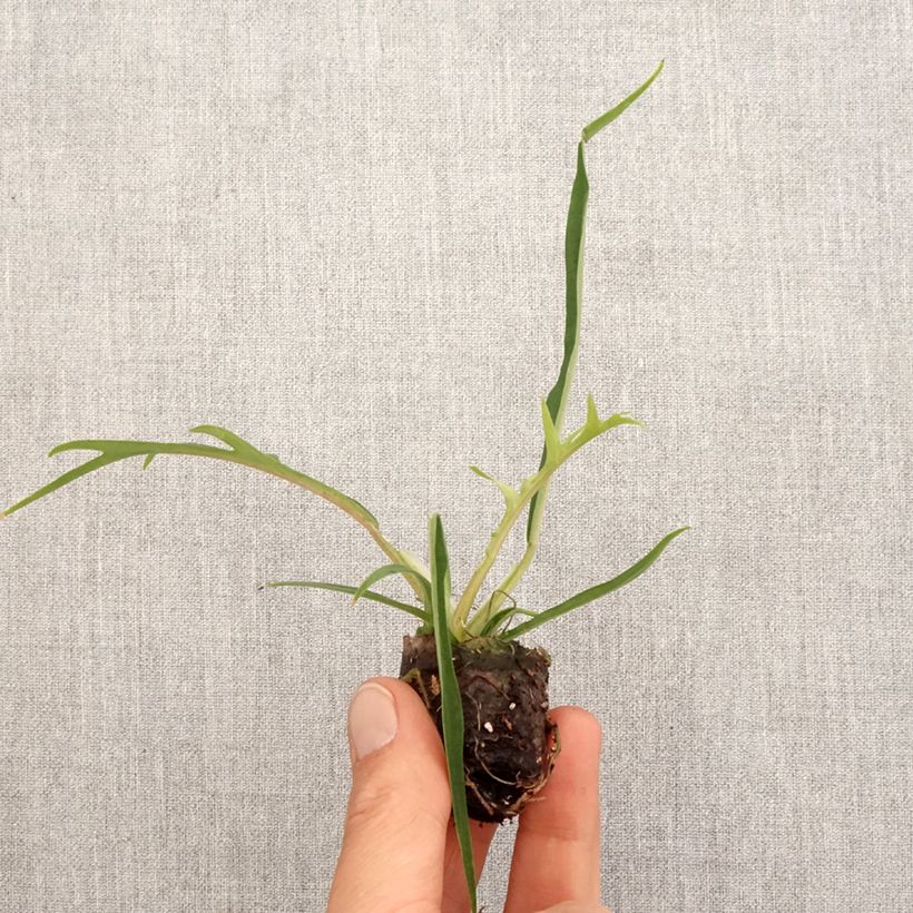 Exemplaar van Philodendron tortum Mini-kamerplanten zoals geleverd in de lente