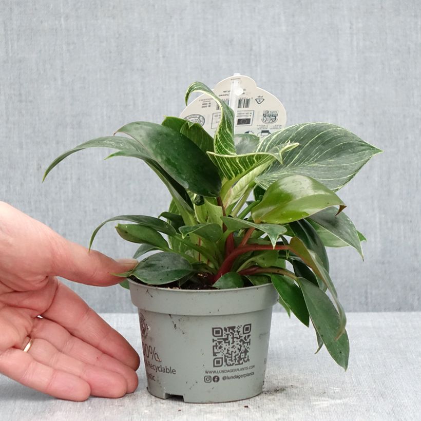 Exemplaar van Philodendron Birkin White Measure Pot van 10 cm/11 cm zoals geleverd in de lente