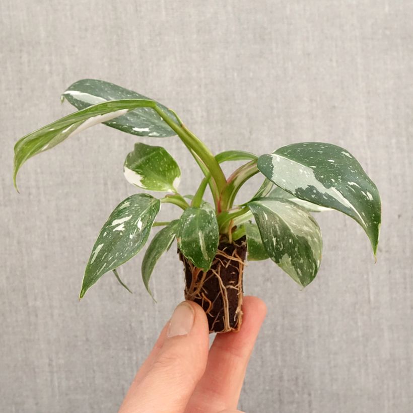 Exemplaar van Philodendron White Princess Mini-kamerplanten zoals geleverd in de lente