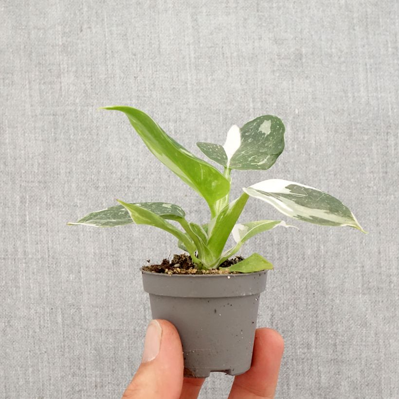 Example of Philodendron White Wizard Mini-kamerplanten as you get in printemps