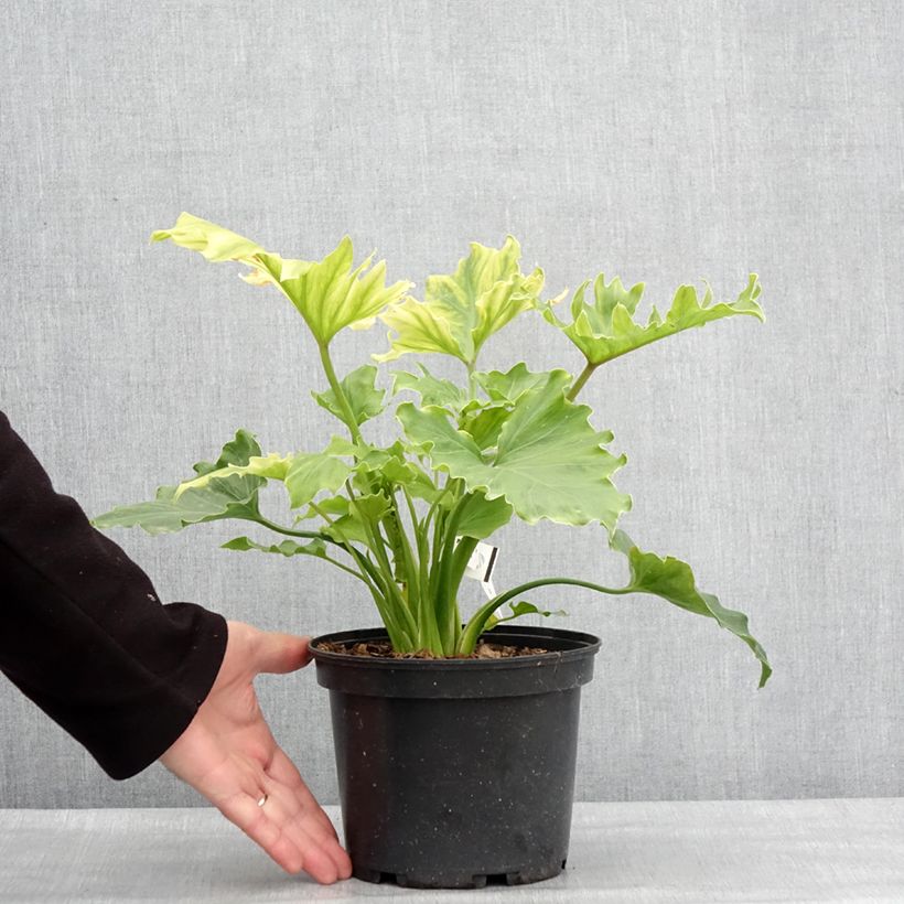 Exemplaar van Philodendron Hope Pot de 2L/3L zoals geleverd in de winter