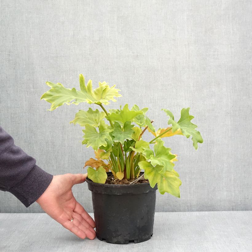 Exemplaar van Philodendron Hope Pot van 2 l/3 l zoals geleverd in de lente