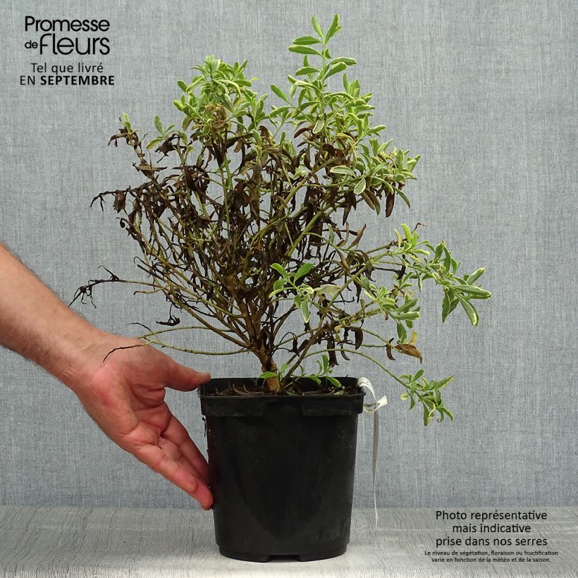 Exemplaar van Philotheca (Eriostemon) myoporoides Gold Touch  Pot de 3L/4L zoals geleverd in de herfst