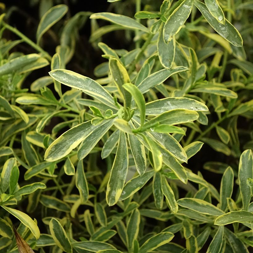 Philotheca myoporoides Gold Touch - Wasbloem (Blad)