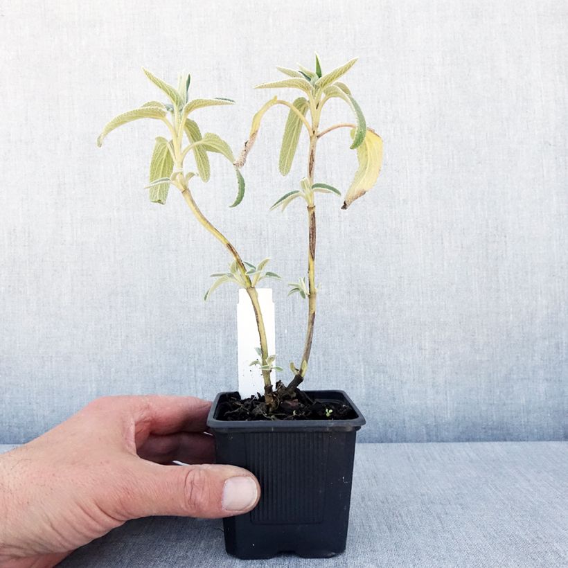 Example of Phlomis bourgaei - Brandkruid Kweekpotje van 8/9 cm as you get in printemps