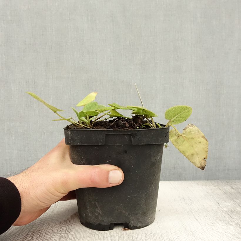 Exemplaar van Phlomis russeliana - Brandkruid Pot van 2 l/3 l zoals geleverd in de herfst