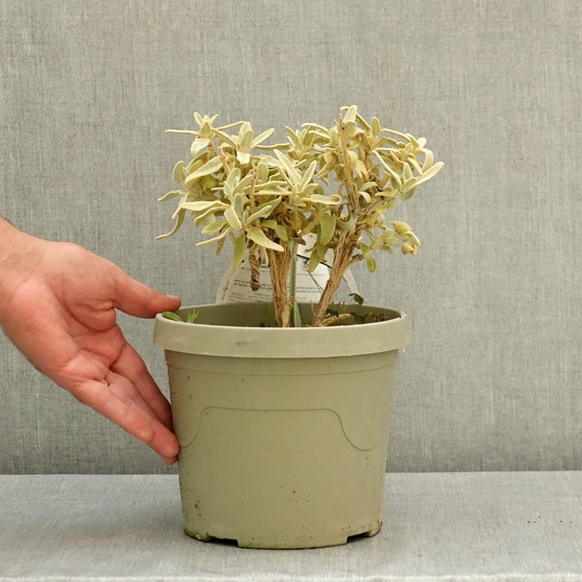 Exemplaar van Phlomis Hill Phlo - Brandkruid Pot van 3 l/4 l zoals geleverd in de zomer