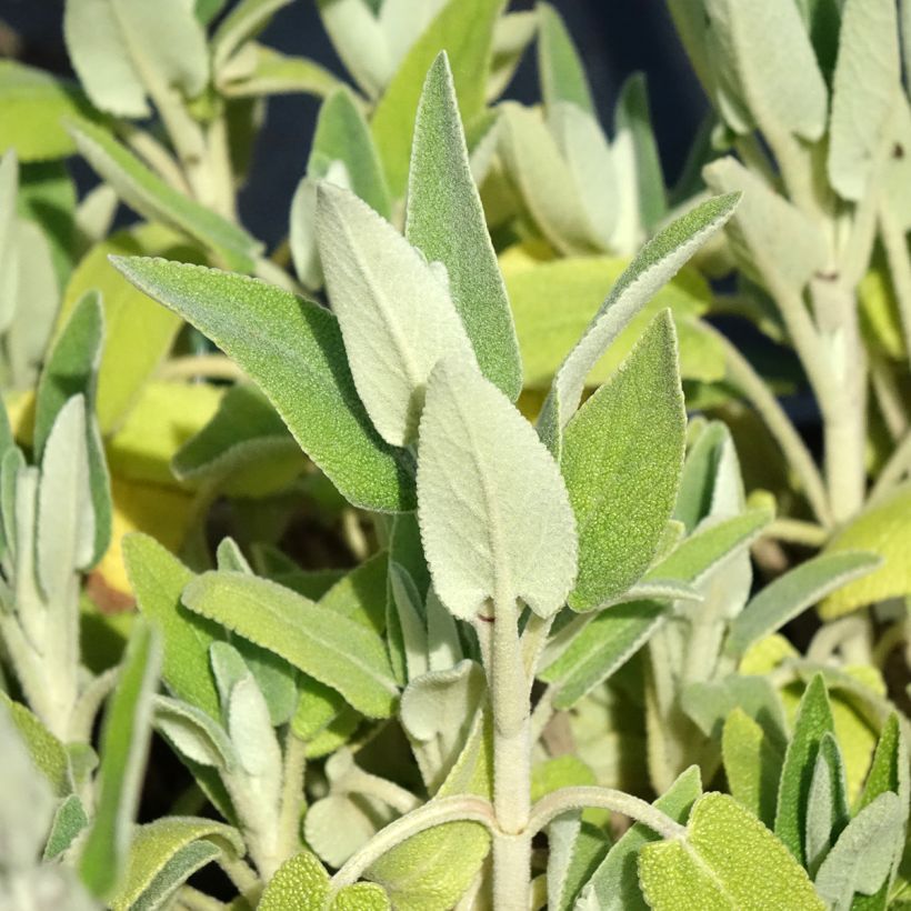 Phlomis purpurea - Brandkruid (Blad)