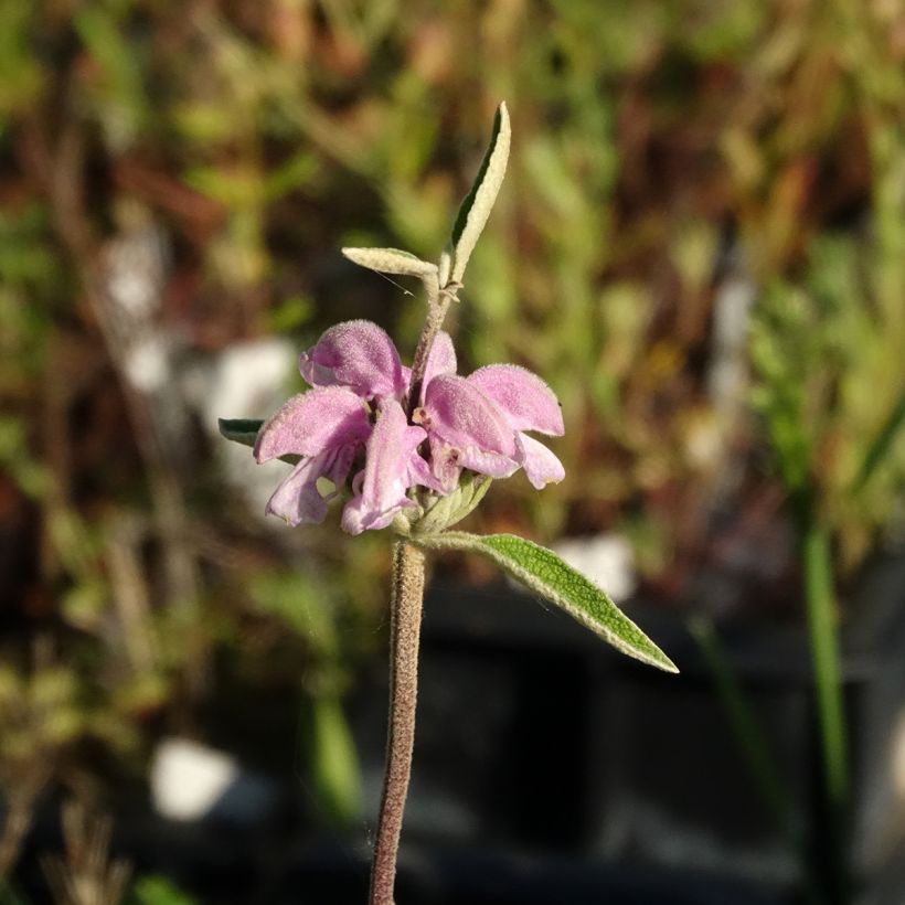 Phlomis purpurea - Brandkruid (Bloei)